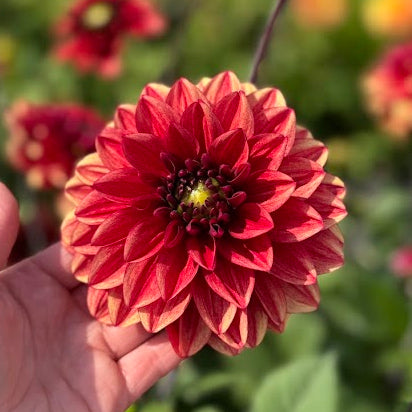 Dahlia Glossy Maracana Nyhet!