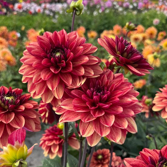 Dahlia Eldiga nyheter 2026 5st