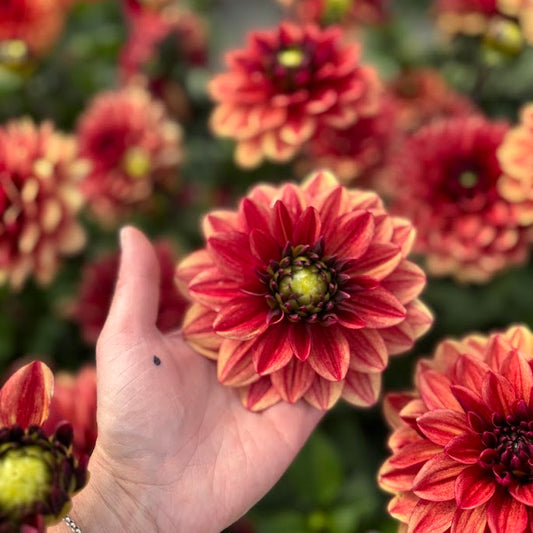 Dahlia Glossy Maracana Nyhet!