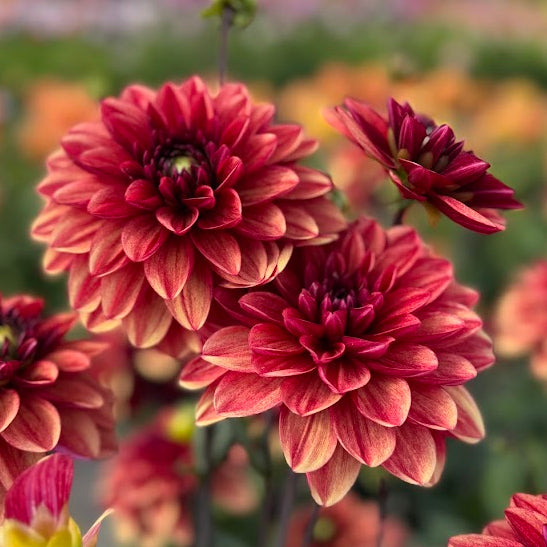 Dahlia Glossy Maracana Nyhet!