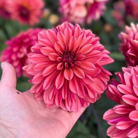 Dahlia Klara Zak