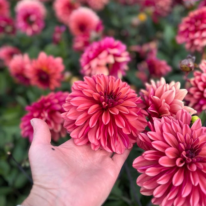 Dahlia Klara Zak