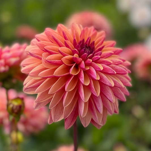 Dahlia Madame Antoinette Nyhet!