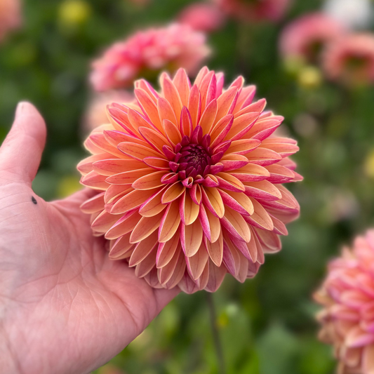 Dahlia Madame Antoinette Nyhet!
