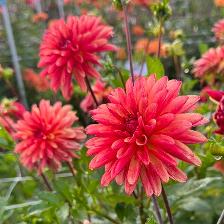 Dahlia Crazy Legs