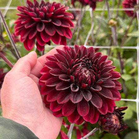 Dahlia Dark Destiny