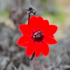 Dahlia Pulp Fiction®