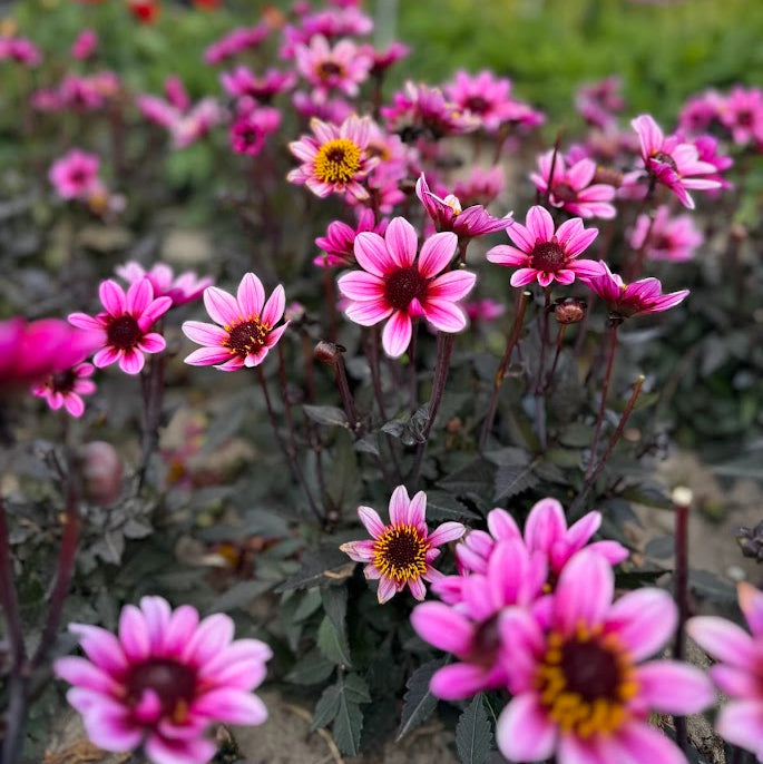 Dahlia Pretty Woman® Nyhet!