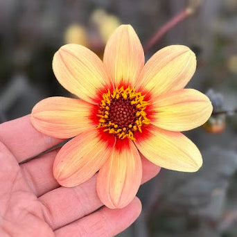 Dahlia HS First love ®