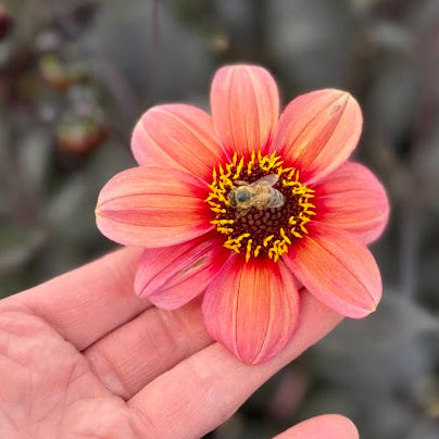 Dahlia HS Kiss ®