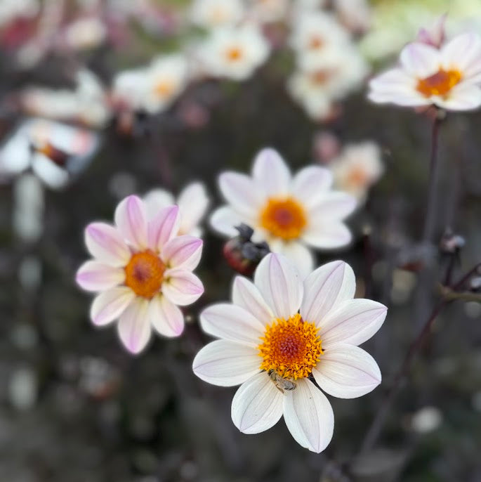 Dahlia HS Prinsess ®