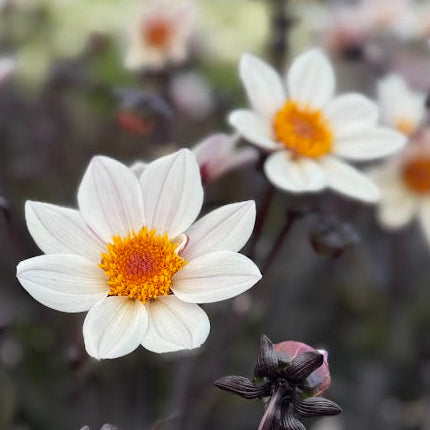 Dahlia HS Prinsess ®