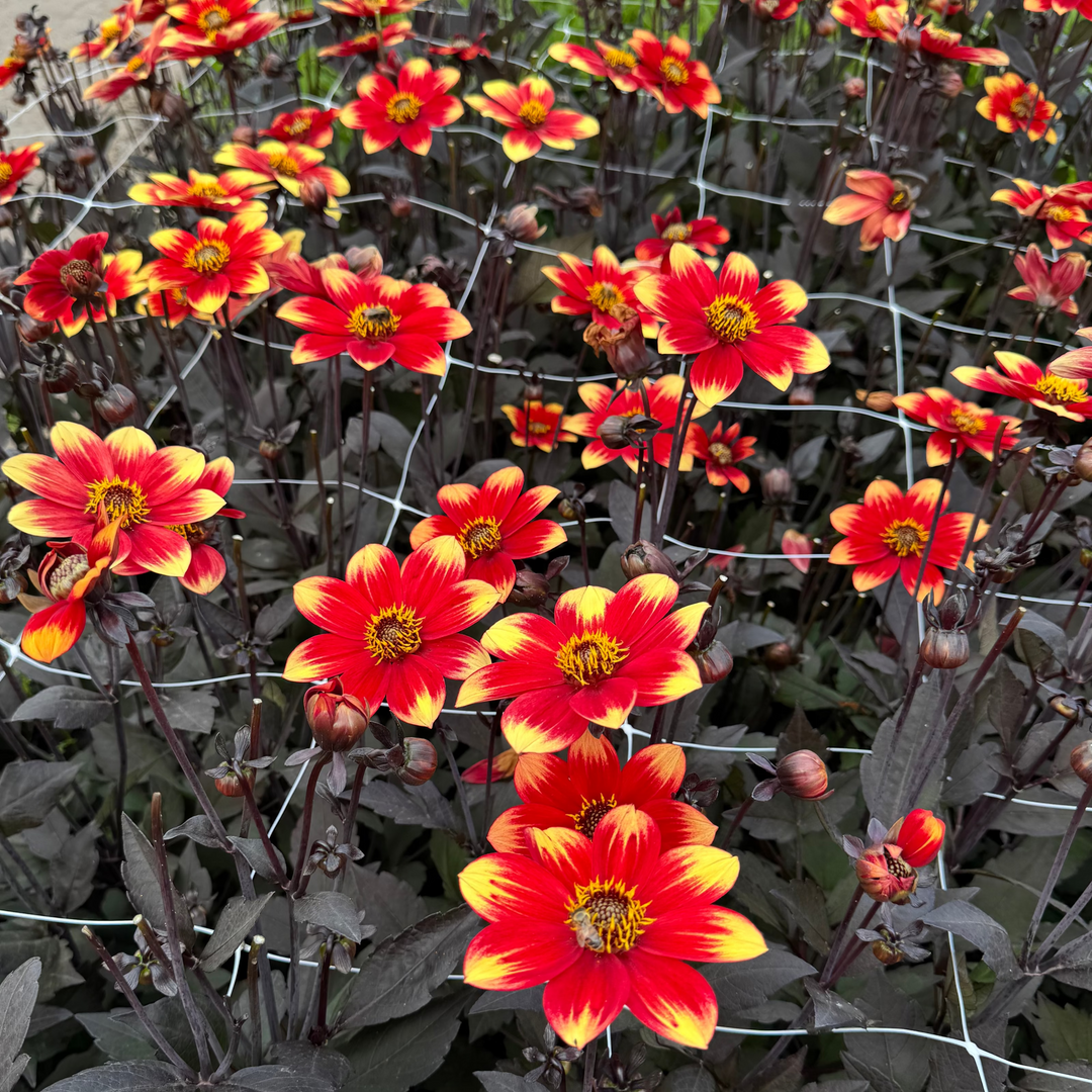 Dahlia Dahlegria Bicolor