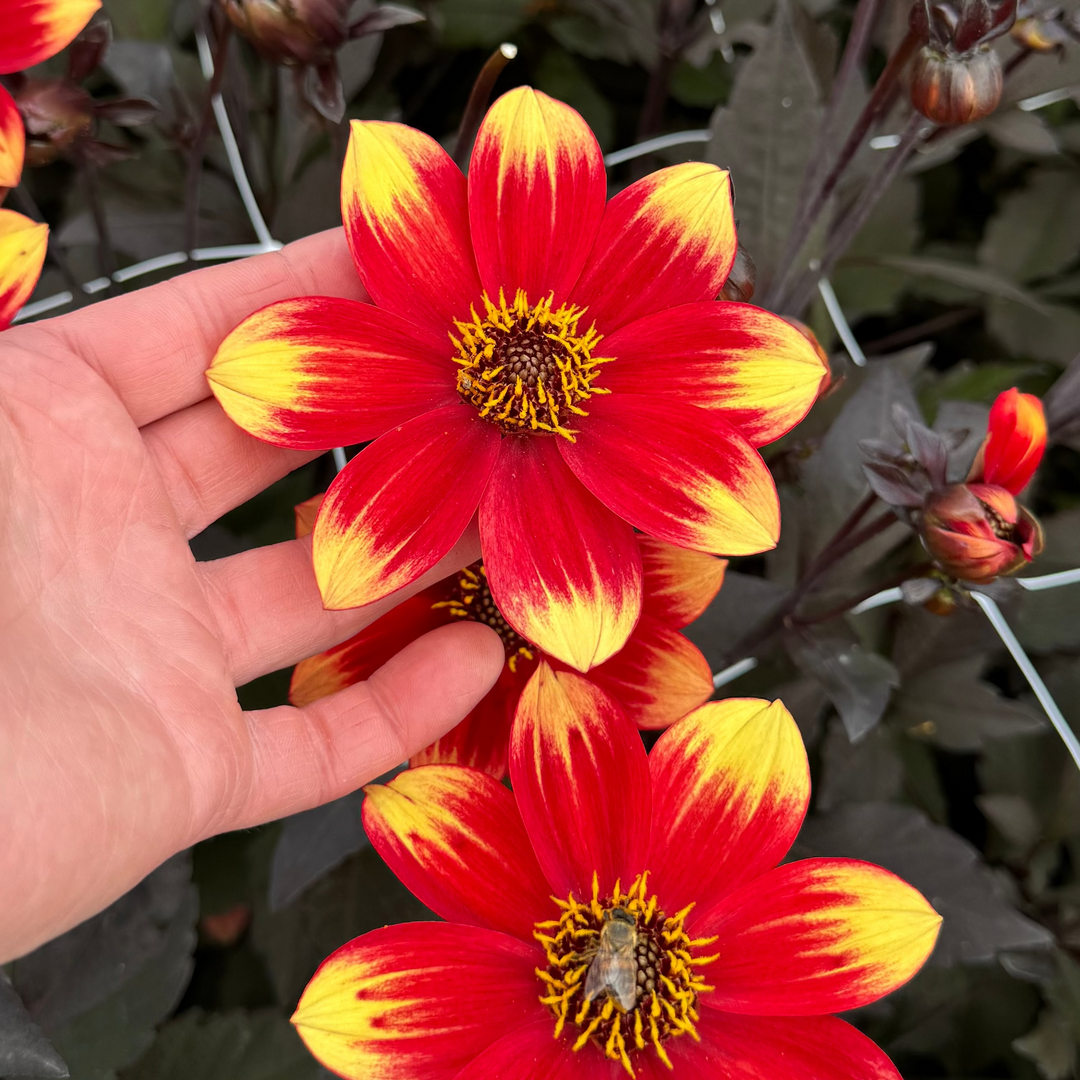 Dahlia Dahlegria Bicolor