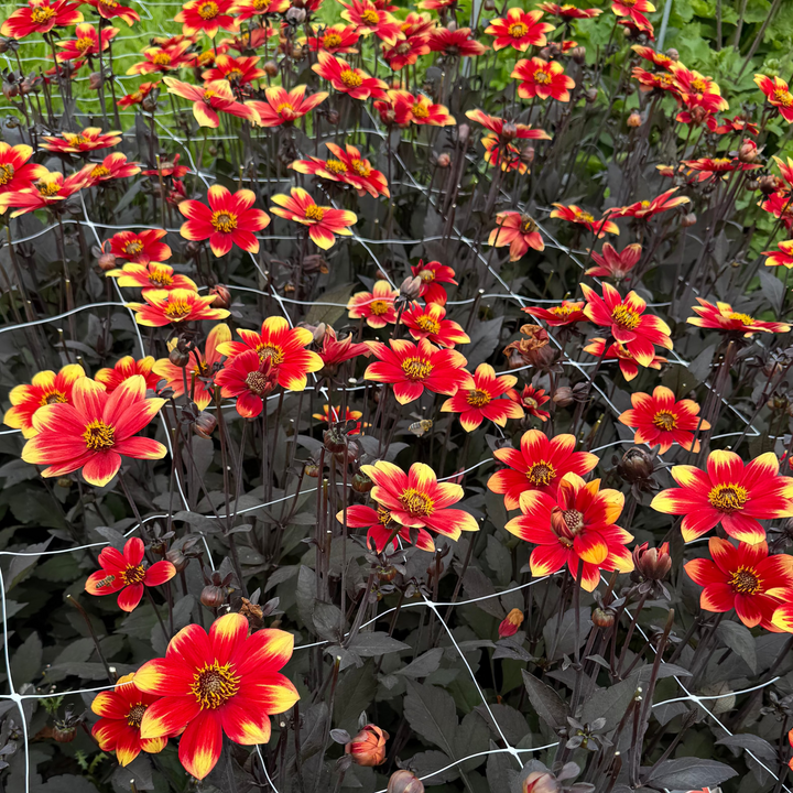 Dahlia Dahlegria Bicolor