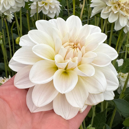 Dahlia Silver Antiqua Nyhet!