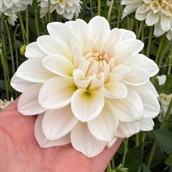 Dahlia Silver Antiqua