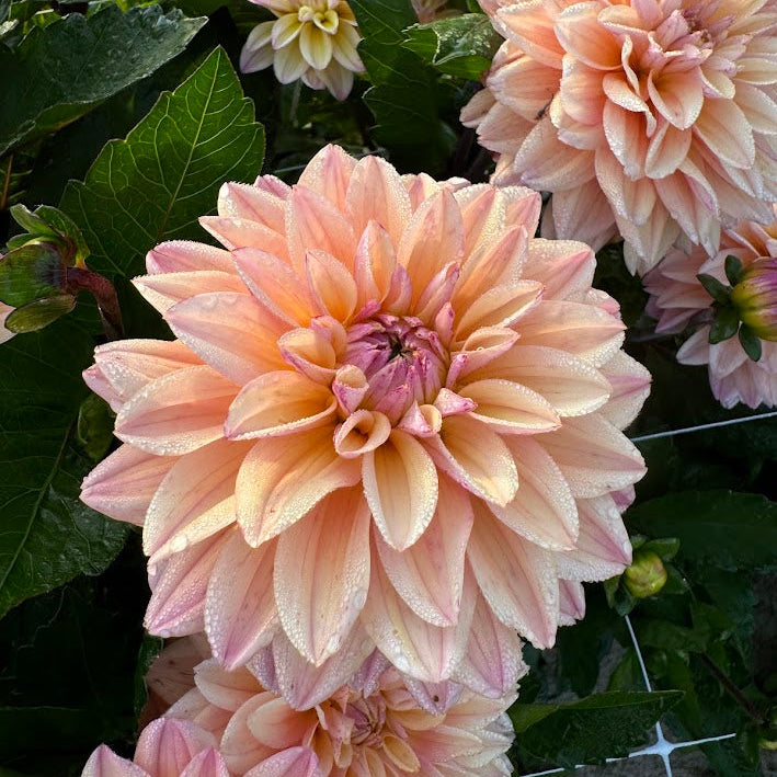 Dahlia Mondriaan