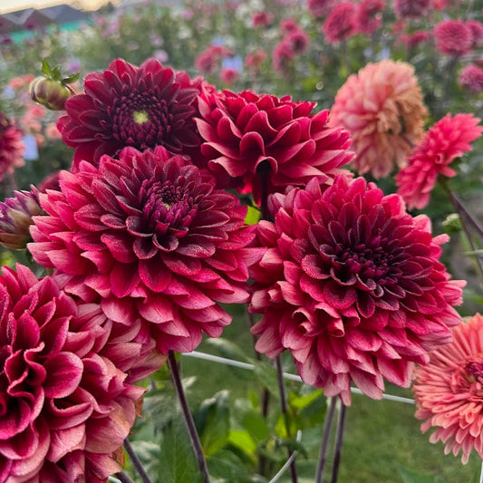 Dahlia Red Runner