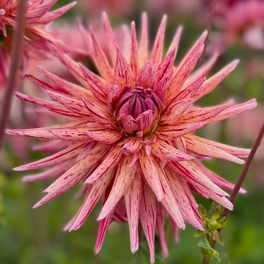 Dahlia Alain Mimoun Nyhet!