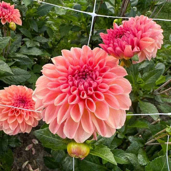 Dahlia Sebastiaan