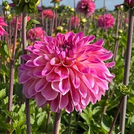 Dahlia Big Jump LB-142
