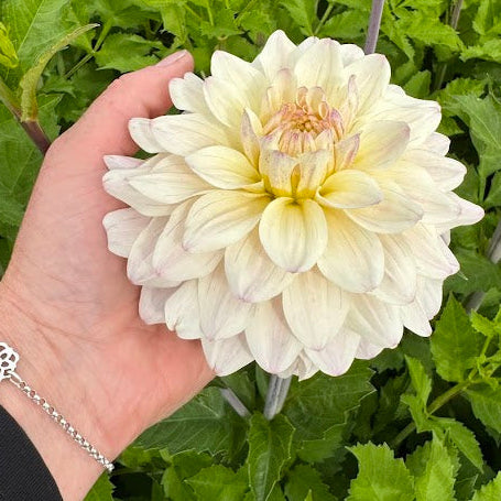 Dahlia Moonstruck Svenskodlad