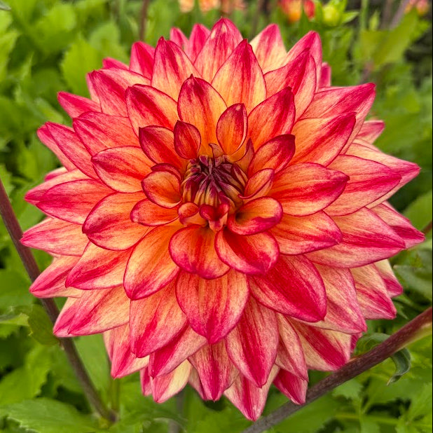 Dahlia Crazy Lady