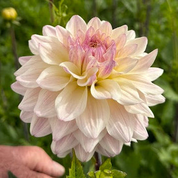 Dahlia Moonstruck Svenskodlad