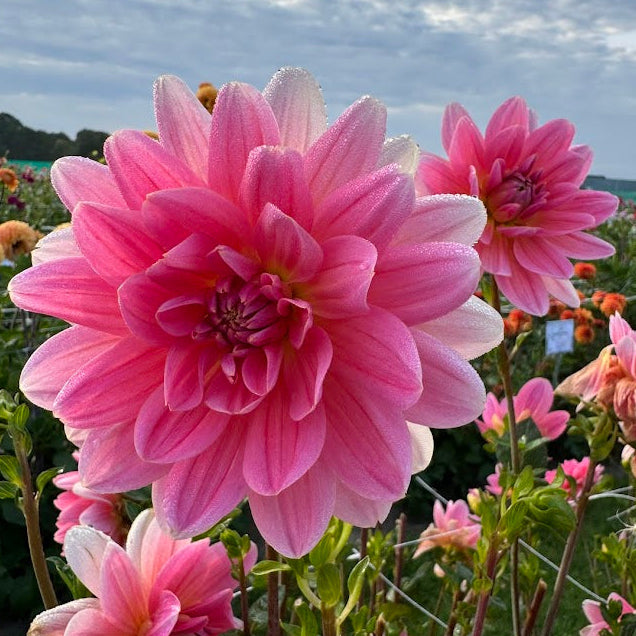 Dahlia Twiggy