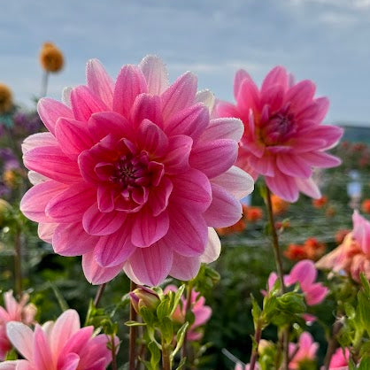 Dahlia Twiggy