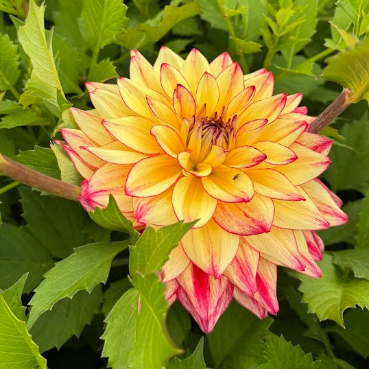 Dahlia Crazy Lady