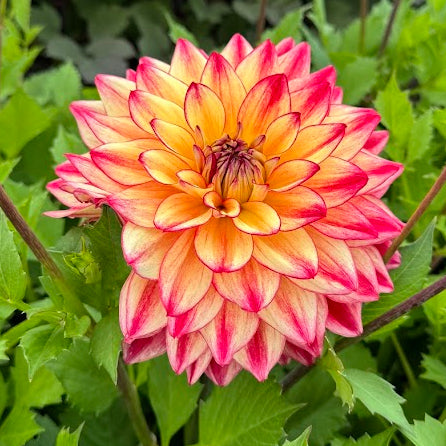 Dahlia Crazy Lady