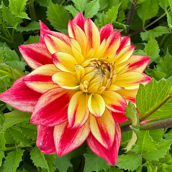 Dahlia Crazy Lady