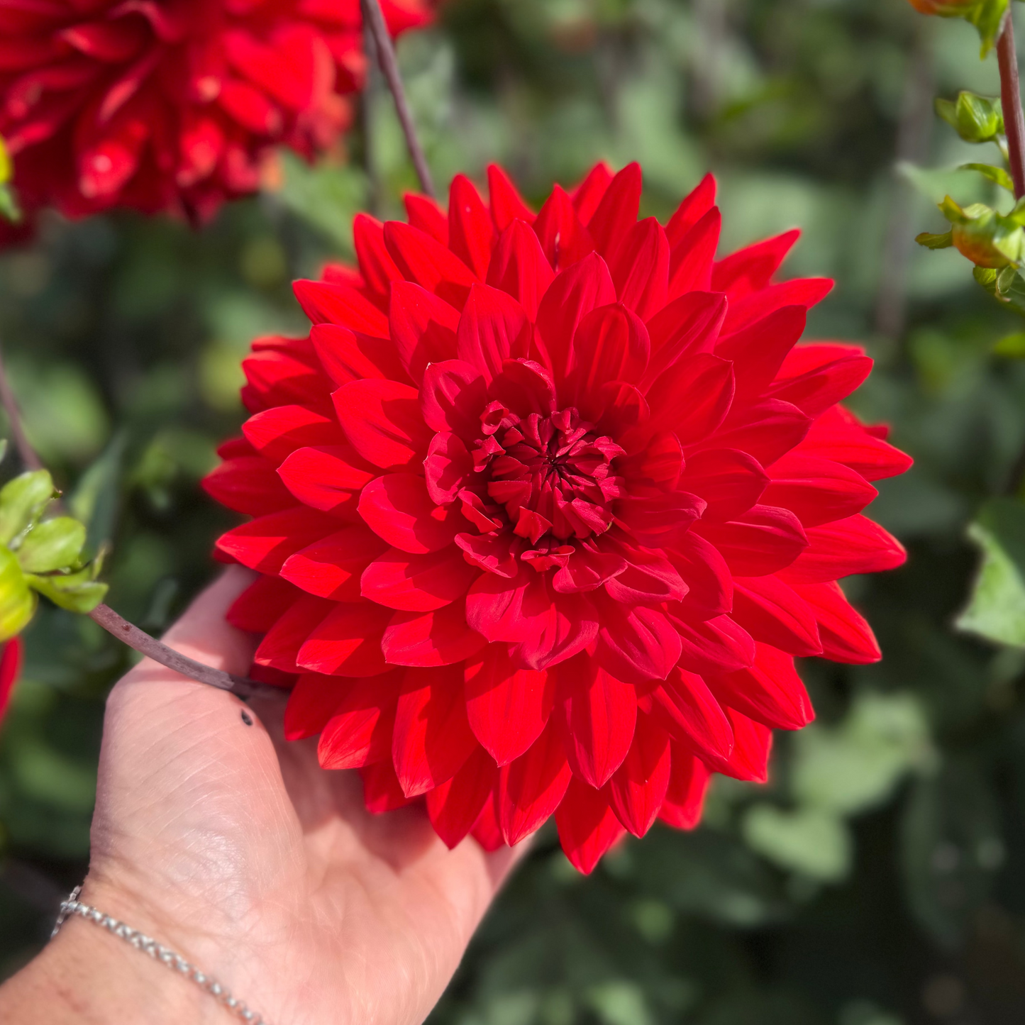 Dahlia Garden Wonder Nyhet!