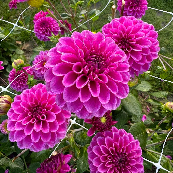 Dahlia Purple Fox
