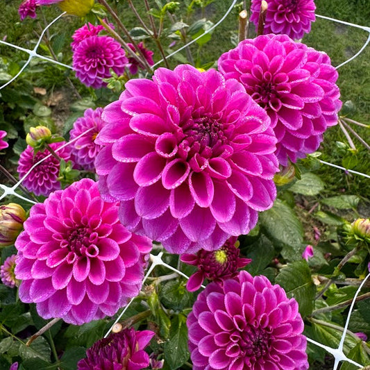 Dahlia Purple Fox