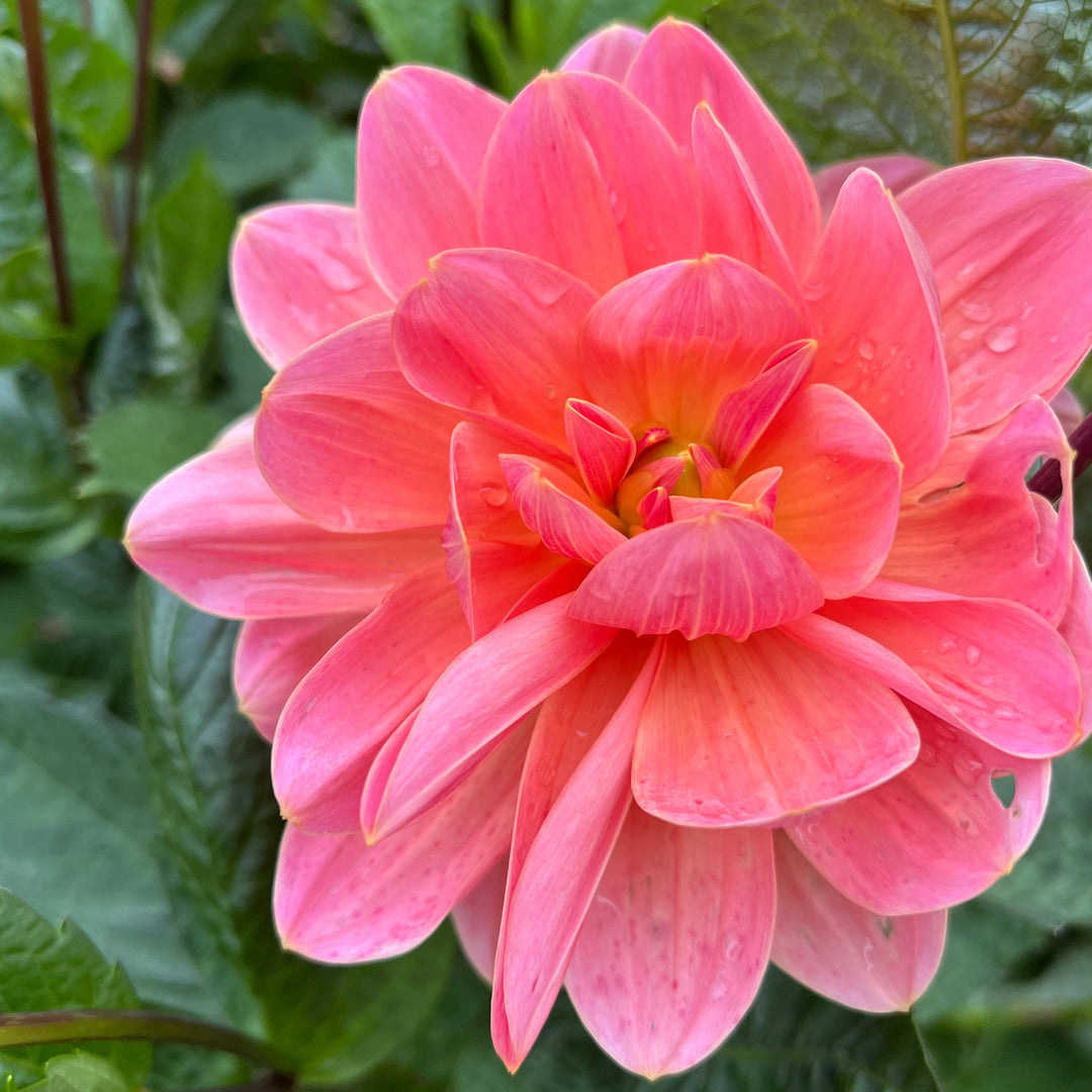 Dahlia Mister Frans