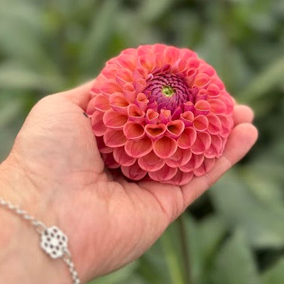 Dahlia Ghislaine (Cornel Antique)