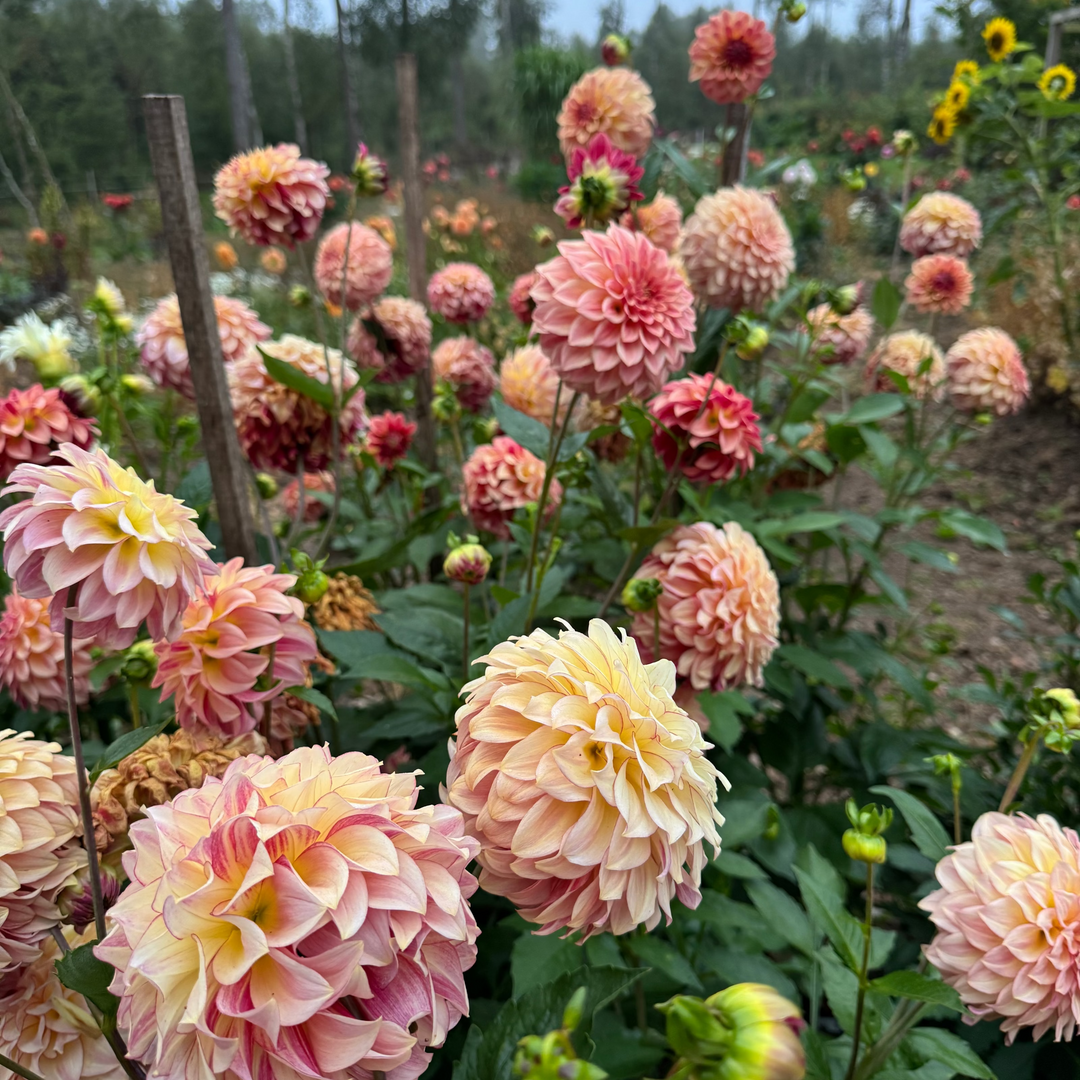 Dahlia KA&