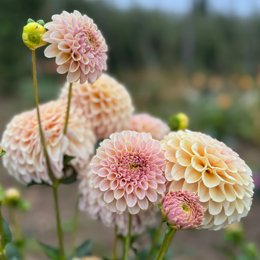 Dahlia KA's Cinder Rose™ Nyhet!