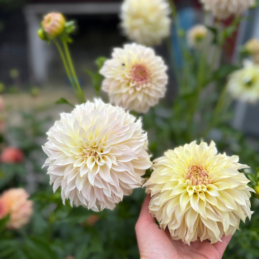 Dahlia KA champagne® EXCLUSIV! Nyhet!