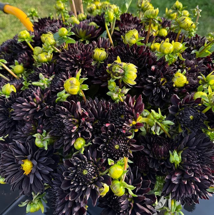 Dahlia Czarny Charakter