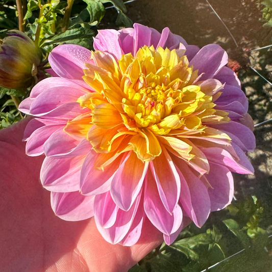 Dahlia Life Style Nyhet!