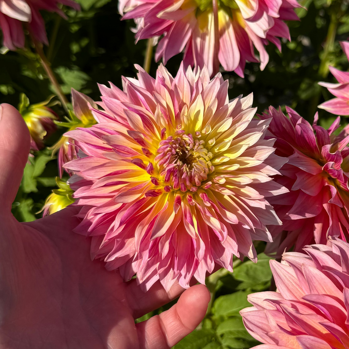 Dahlia Tom Pouce