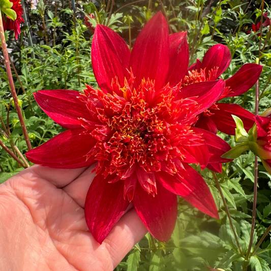 Dahlia Jive Nyhet!