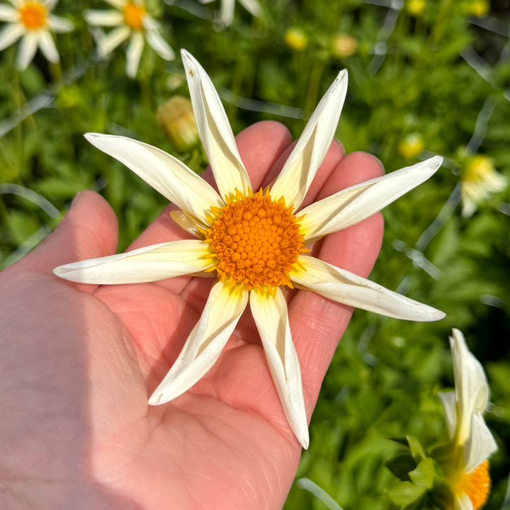 Dahlia Honka White