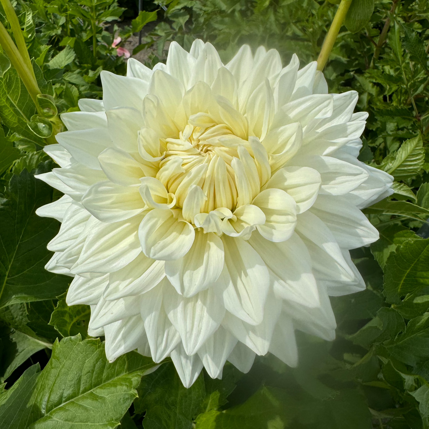 Dahlia Bull's Pride Nyhet!