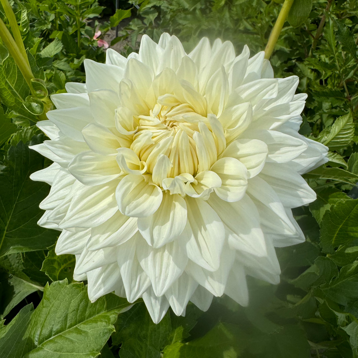 Dahlia Bull&