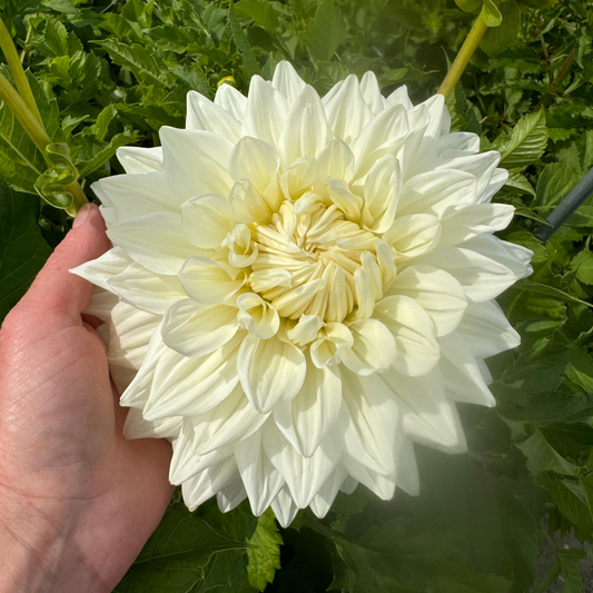 Dahlia Bull's Pride Nyhet!